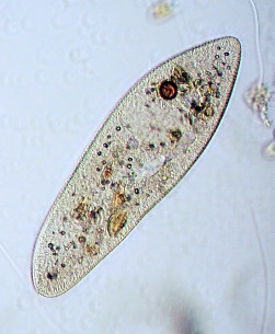 Paramecium sp.