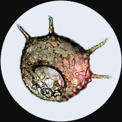 Centropysis aculeatus
